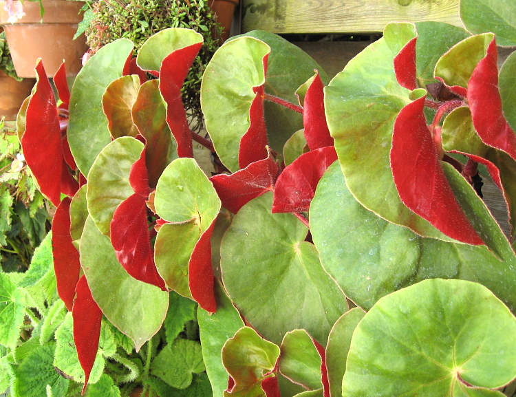 B. ‘Gene Daniels
’